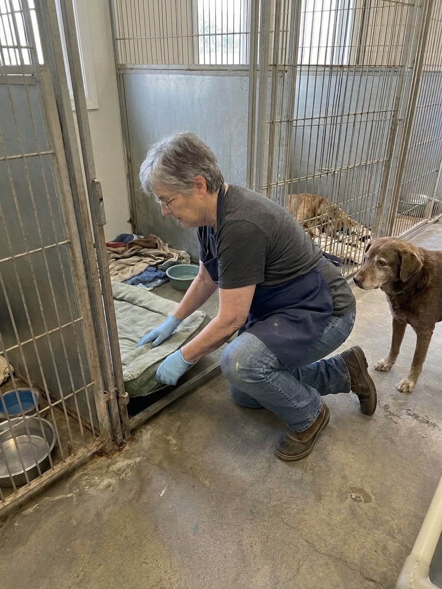 Support Our Senior Dogs